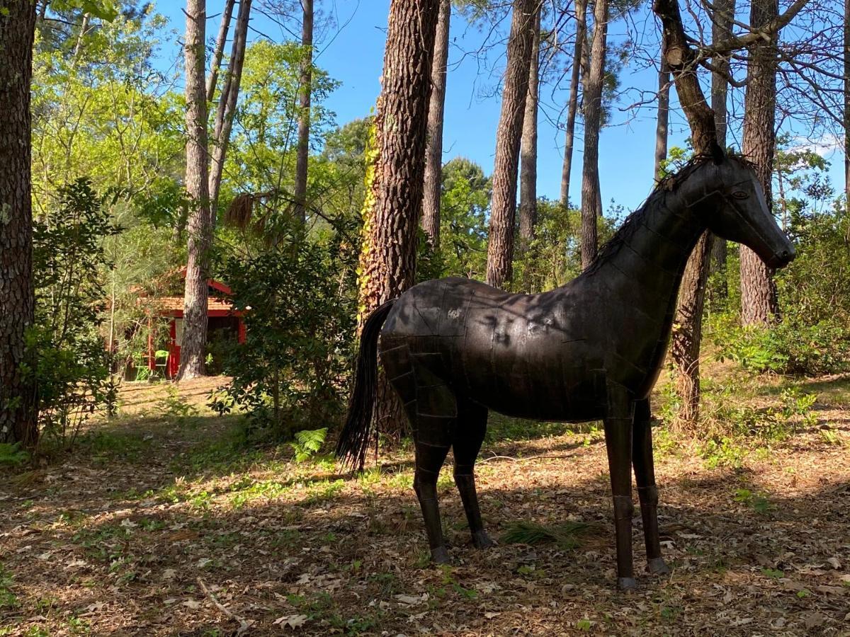 Le Petit Poulailler Au Beau Milieu Des Pins Villa Lacanau Luaran gambar